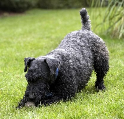 Now wot shall I do with it
Schlüsselwörter: Ball Dog Dogs Kerry Blue Terrier Paddy Play Playing Playtime Terriers
