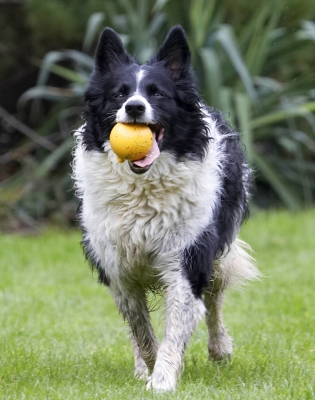 Get ready for another throw
Schlüsselwörter: Ball Border Collie Collies Dog Dogs Jack Play Playing Playtime