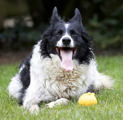Time out
Ключевые слова: Ball Border Collie Collies Dog Dogs Jack Play Playing Playtime Tongue