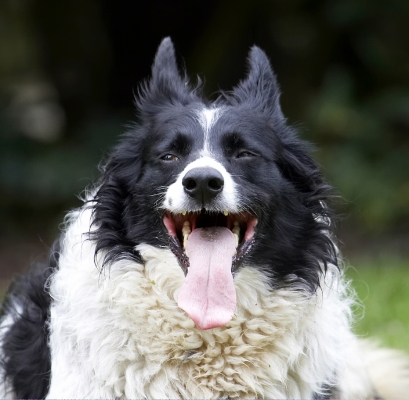 I need a breather
Klíčová slova: Border Collie Collies Dog Dogs Head Jack Play Playing Playtime Tongue