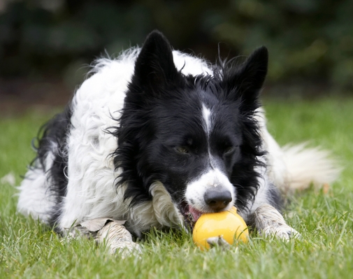 Shall I play again?
Palabras clave: Border Collie Collies Dog Dogs Jack Play Playing Playtime