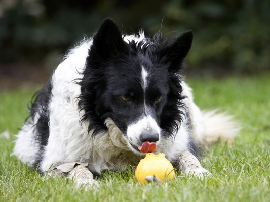 Boy, it tastes good
Anahtar kelimeler: Ball Border Collie Collies Dog Dogs Jack Play Playing Playtime Tongue