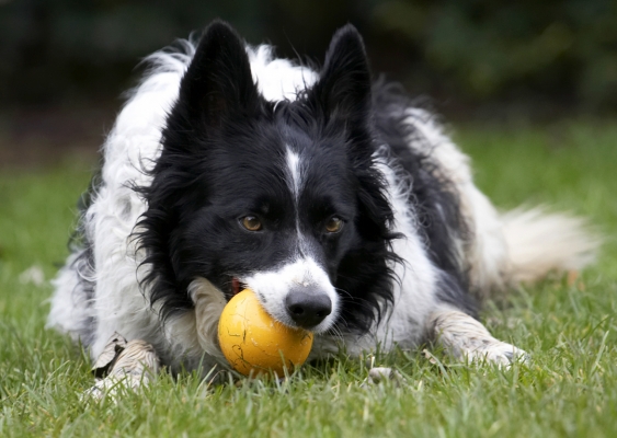 Think I'll stick to chewing
Anahtar kelimeler: Ball Border Collie Collies Dog Dogs Jack Play Playing Playtime