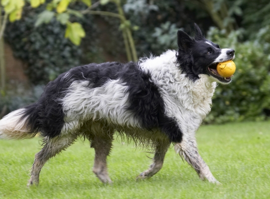 And off I go again
Schlüsselwörter: Ball Border Collie Collies Dog Dogs Jack Play Playing Playtime
