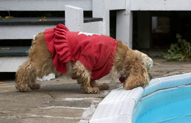 Wow, wot a big drinking bowl
Palabras clave: Alicia American Cocker Dog Dogs Dress Play Playing Playtime Pool Red Spaniel Spaniels Swimming