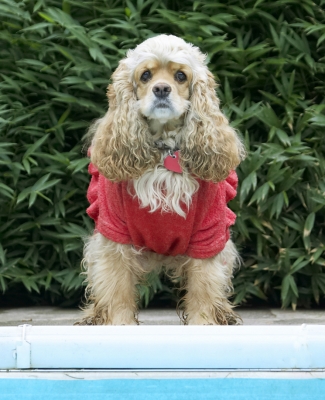 How do I get a drink?
Palabras clave: Alicia American Cocker Dog Dogs Dress Play Playing Playtime Red Spaniel Spaniels