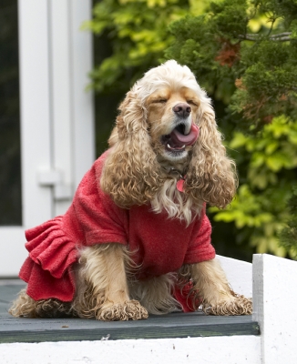 I'm worn out
Schlüsselwörter: Alicia American Cocker Dog Dogs Dress Play Playing Playtime Red Sit Sitting Spaniel Spaniels Tongue