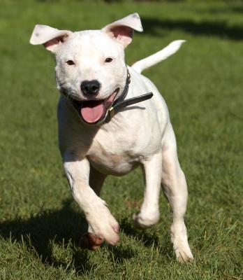 I'm springing into action
Klíčová slova: Bull Dog Dogs Domino Leap Leaping Play Playing Playtime Puppies Puppy Run Running Sky Staffordshire Terrier Terriers Tongue