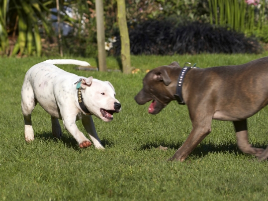 Yeah, you and whose army
Palabras clave: Best Bull Dog Dogs Domino Friends Play Playing Playtime Puppies Puppy Sky Staffordshire Terrier Terriers