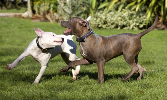Go on, give it your best shot.......
Anahtar kelimeler: Best friends Bull Dog Dogs Domino Play Playing Playtime Puppies Puppy Sky Staffordshire Terrier Terriers