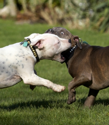 ......... Oooh, I didn't mean it
Keywords: Best Bull Dog Dogs Domino Friends Play Playing Playtime Puppies Puppy Sky Staffordshire Terrier Terriers