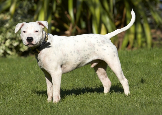 Wot!!!!!!!
Avainsanat: Bull Dog Dogs Domino Play Playing Playtime Puppies Puppy Sky Staffordshire Stand Standing Terrier Terriers