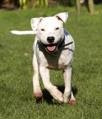 I can't help it,I'm on Energiser batteries
Ключевые слова: Bull Dog Dogs Domino Play Playing Playtime Puppies Puppy Run Running Sky Staffordshire Terrier Terriers Tongue