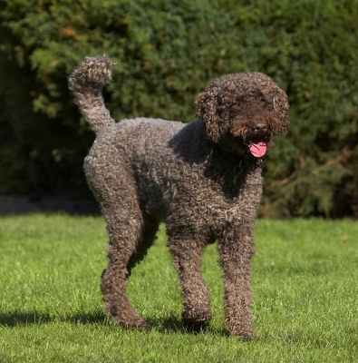 I'm walking tall
Keywords: Dog Dogs Elvis Play Playing Playtime Poodle Standard Tongue