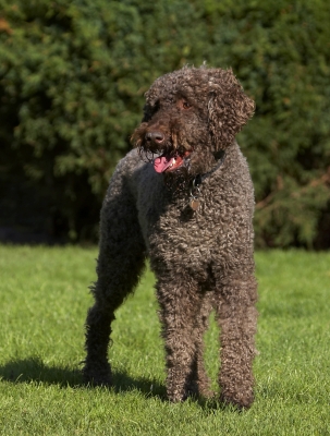 Wot shall I do now?
Λέξεις-κλειδιά: Dog Dogs Elvis Play Playing Playtime Poodle Stand Standard Standing Tongue