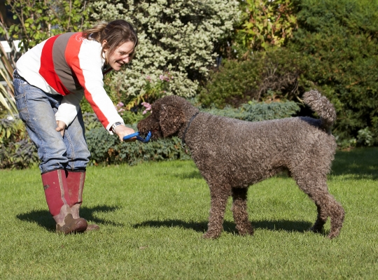 Go on, pull
Ключові слова: Dog Dogs Elvis Play Playing Playtime Poodle Standard Tug-o-war