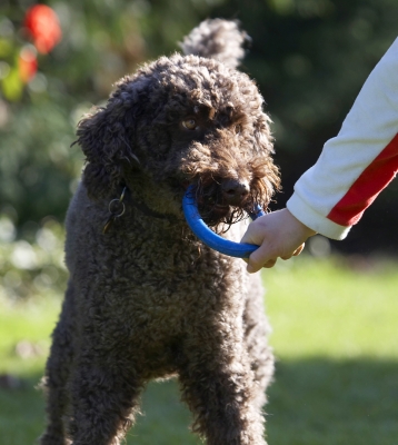 I said, pullllllllll ...........
Keywords: Dog Dogs Elvis Play Playing Playtime Poodle Standard Tug-o-war