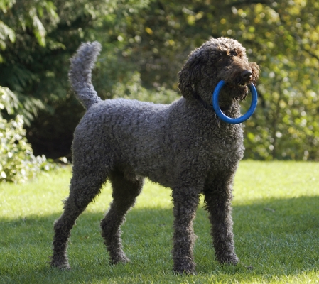 I won
Słowa kluczowe: Dog Dogs Elvis Play Playing Playtime Poodle Standard