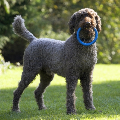 I'm still thinking about it
Schlüsselwörter: Dog Dogs Elvis Play Playing Playtime Poodle Standard