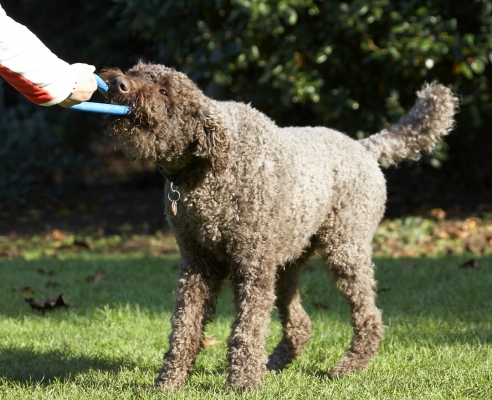 Is that the best you can do?
Klíčová slova: Dog Dogs Elvis Play Playing Playtime Poodle Standard Tug-o-war