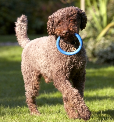 Ha, they can't beat me
Schlüsselwörter: Dean Dog Dogs Elvis Play Playing Playtime Poodle Standard
