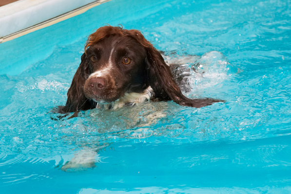 Who booked this session?
Palabras clave: Cocker Spaniel Dog Dogs Meg Pool Spaniels Swimming Working