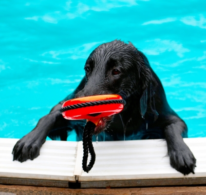 OK, I've brought back the life saving ring
Schlüsselwörter: Dog Dogs Flat Coated Retriever Loki Pool Swimming
