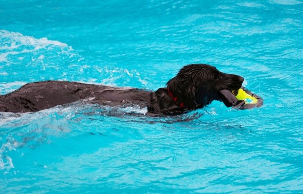 I'm ace at this
Mots-clés: Dog Dogs Flat Coated Retriever Loki Pool Swimming