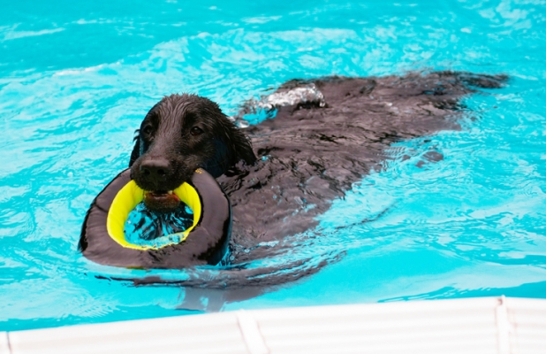 Bringing it home
Keywords: Dog Dogs Flat Coated Retriever Loki Pool Swimming