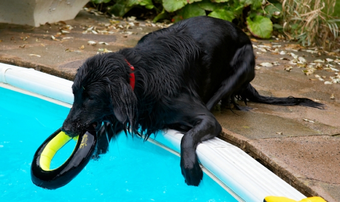 Yessssssssssssss
Ključne besede: Dog Dogs Flat Coated Retriever Loki Pool Swimming
