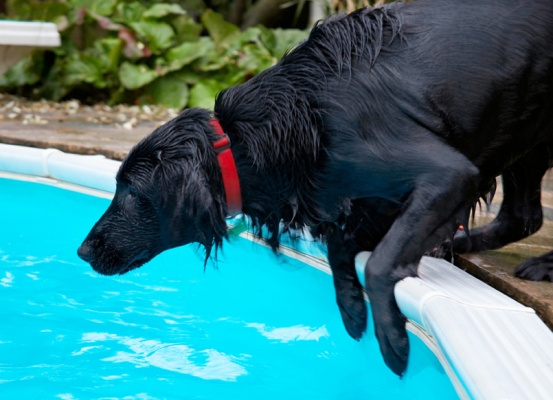 Hmmmm, can I do it again?
Palabras clave: Dog Dogs Flat Coated Retriever Loki Pool Swimming