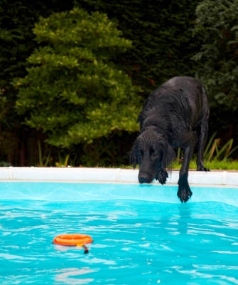 Now, can I get this without going in?
Ključne besede: Dog Dogs Flat Coated Retriever Loki Pool Swimming