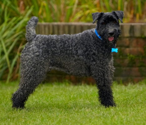 My Cruft's pose
Ključne besede: Dog Dogs Kerry Blue Terrier Paddy Terriers Tongue