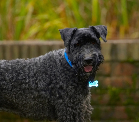 I'm not taking my eyes of  you
Keywords: Dog Dogs Kerry Blue Terrier Paddy Terriers Tongue