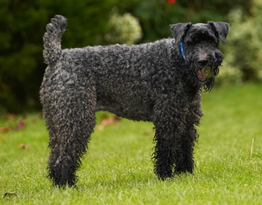 Hey, it's hard to maintain the Cruft's pose
Schlüsselwörter: Dog Dogs Kerry Blue Terrier Paddy Terriers Tongue
