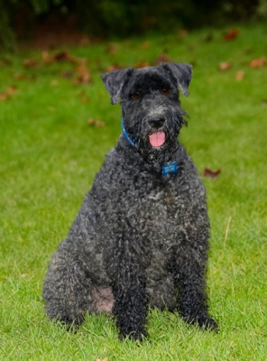 Well, we gonna do anything?
Schlüsselwörter: Dog Dogs Kerry Blue Terrier Paddy Terriers Tongue