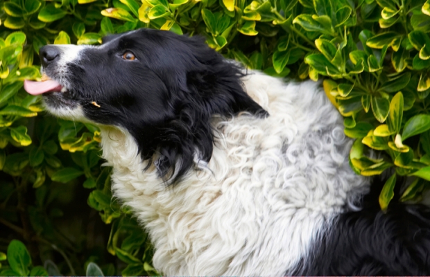 Yummmmmmmmmmm
Ključne besede: Border Collie Collies Dog Dogs Jack Peanut Butter Tongue