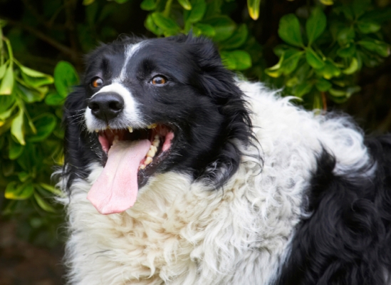 Gotta take a break
Anahtar kelimeler: Border Collie Collies Dog Dogs Jack Tongue