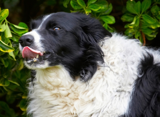 Snack time
Klíčová slova: Border Collie Collies Dog Dogs Jack Peanut Butter Tongue
