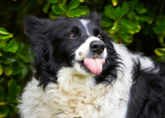 Has it all gone?
Palabras clave: Border Collie Collies Dog Dogs Jack Tongue