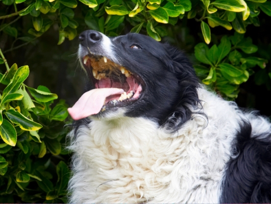 Now, how am I gonna get at that?
Mots-clés: Border Collie Collies Dog Dogs Jack Peanut Butter Tongue