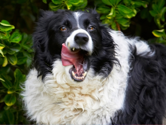 I knew I had a long tongue for something
Schlüsselwörter: Border Collie Collies Dog Dogs Jack Peanut Butter Tongue