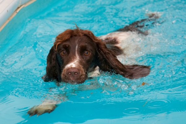 This takes concentration
Keywords: Cocker Spaniel Dog Dogs Meg Pool Spaniels Swimming Working