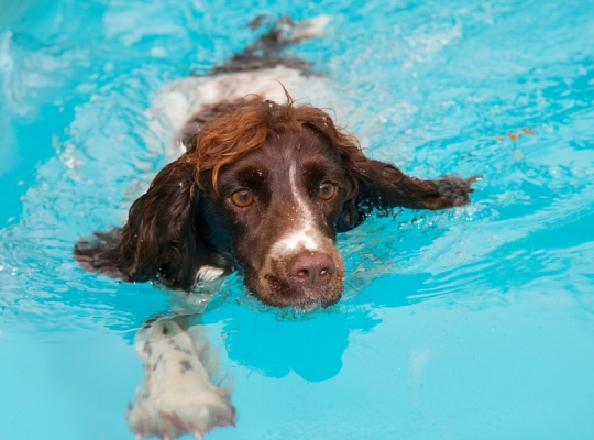 Think I'm getting the hang of this
Anahtar kelimeler: Cocker Spaniel Dog Dogs Meg Pool Spaniels Swimming Working