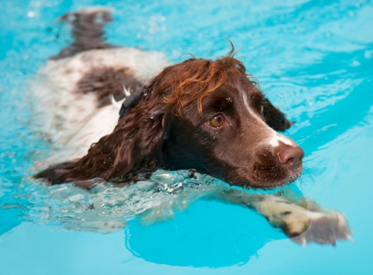 I think I see land
Ključne besede: Cocker Spaniel Dog Dogs Meg Pool Spaniels Swimming Working