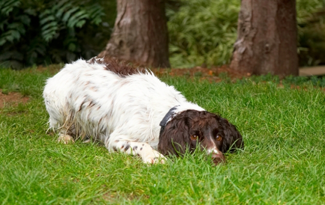 No, I am NOT going in again!!
Ključne besede: Cocker Spaniel Dog Dogs Meg Pool Spaniels Swimming Working