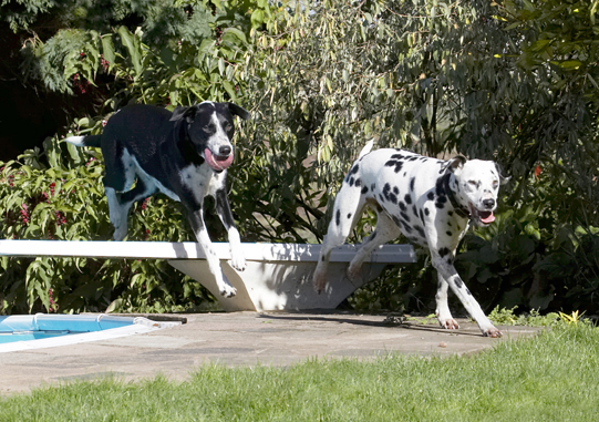 Where's my ball?
Ключови думи: Ball Dalmatian Dog Dogs Friends Labrador Lem Pip Play Playing Playtime Run Running Tongue