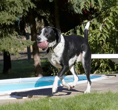 Good, I've shaken off that pesky Dalmatian
Trefwoorden: Ball Dalmatian Dog Dogs Friends Labrador Lem Pip Play Playing Playtime Run Running
