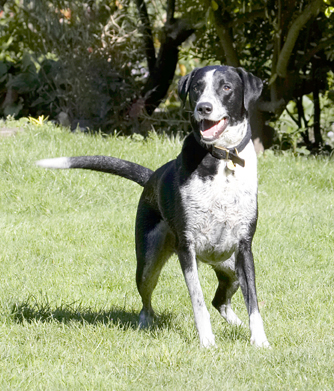 OK, I'm ready
Λέξεις-κλειδιά: Dalmatian Dog Dogs Friends Labrador Lem Pip Play Playing Playtime Run Running