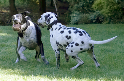 C'mon, share
Palabras clave: Ball Dalmatian Dog Dogs Friends Labrador Lem Pip Play Playing Playtime Run Running